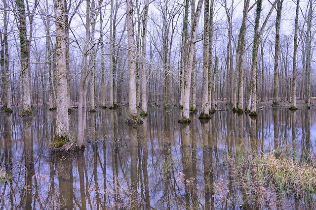 Wetland Reflections.