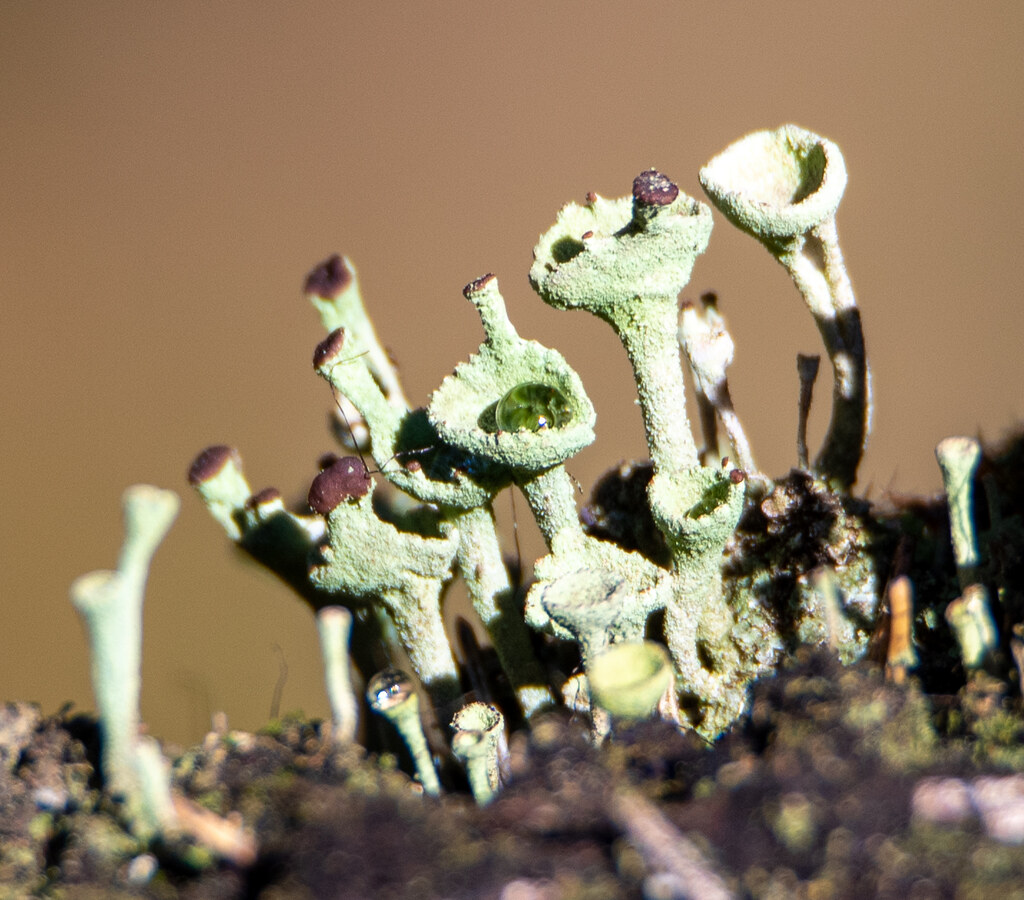 Echte Becherflechte - Pixie Cup Lichen (Cladonia pyxidata)