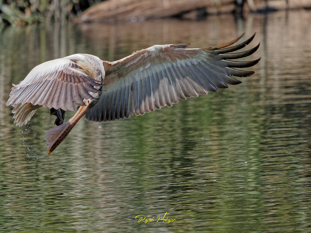 spotbilled Pelican in action Ranganathitu Bird Sanctuary, Mandya, 25Feb2021