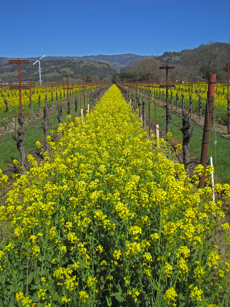 Sonoma vineyard mustard