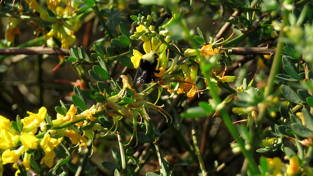 Yellow-faced Bumble Bee visiting California Broom yellow flowers