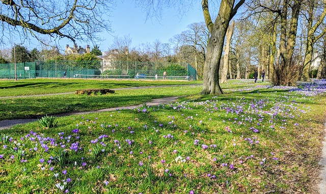 Early Spring colour and kids illegally in a tennis court at Haslam Park