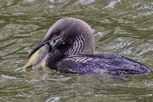Pacific Loon with fish 2021-001