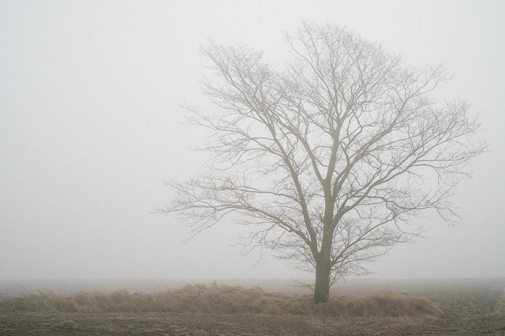 Bare Tree in the Fog