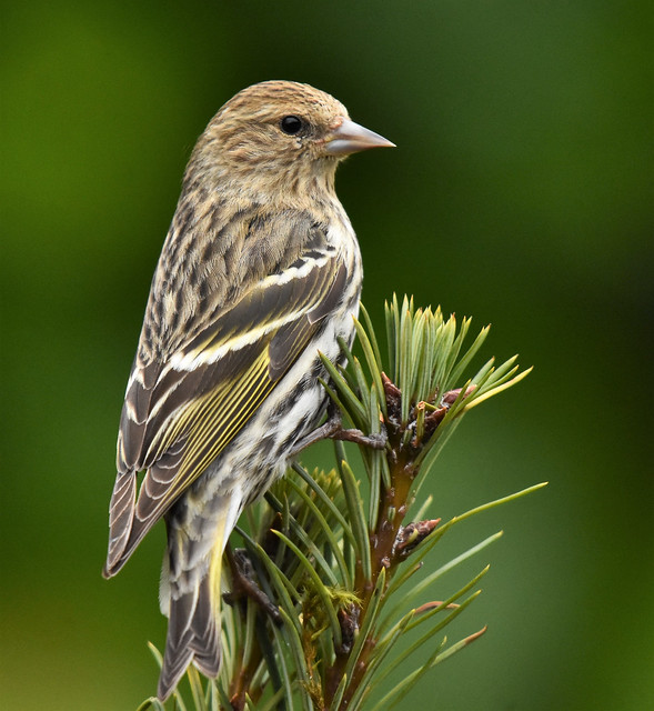 Year of the Siskin