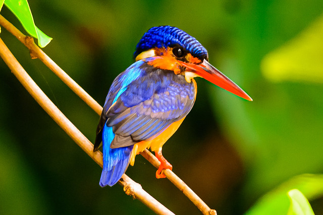 Blue Eared Kingfisher  1  Borneo 2014
