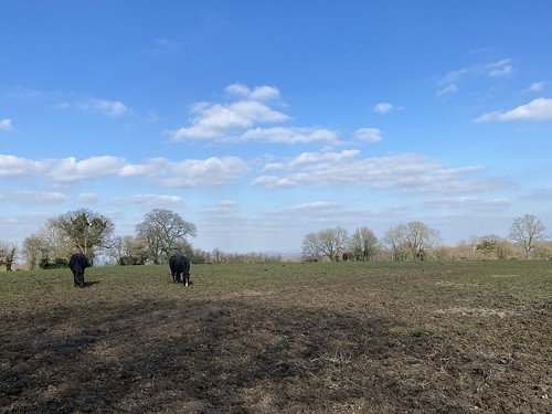 Horses in Field, near M25 SWC Walk 139 Tadworth Circular via Headley Heath and Box Hill
