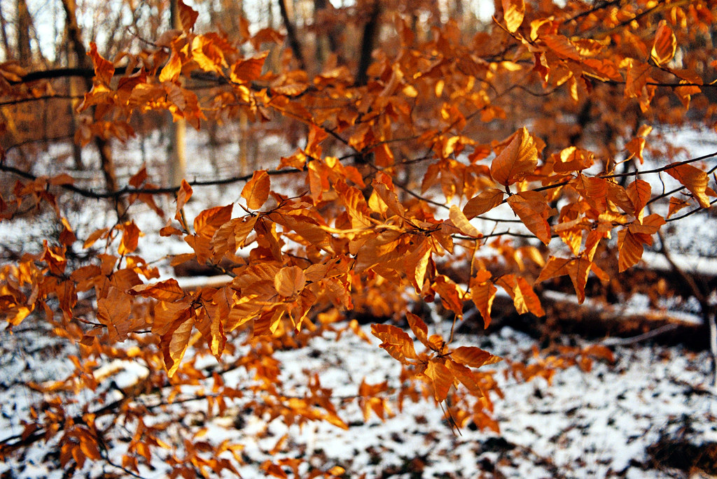 Dead leaves and snow