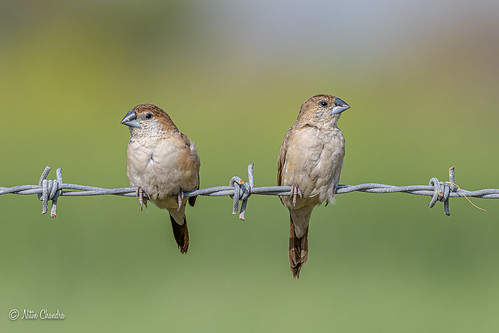 animal bird indiansilverbill nature outdoor pair perched wildlife wire greaternoida uttarpradesh india euodicemalabarica