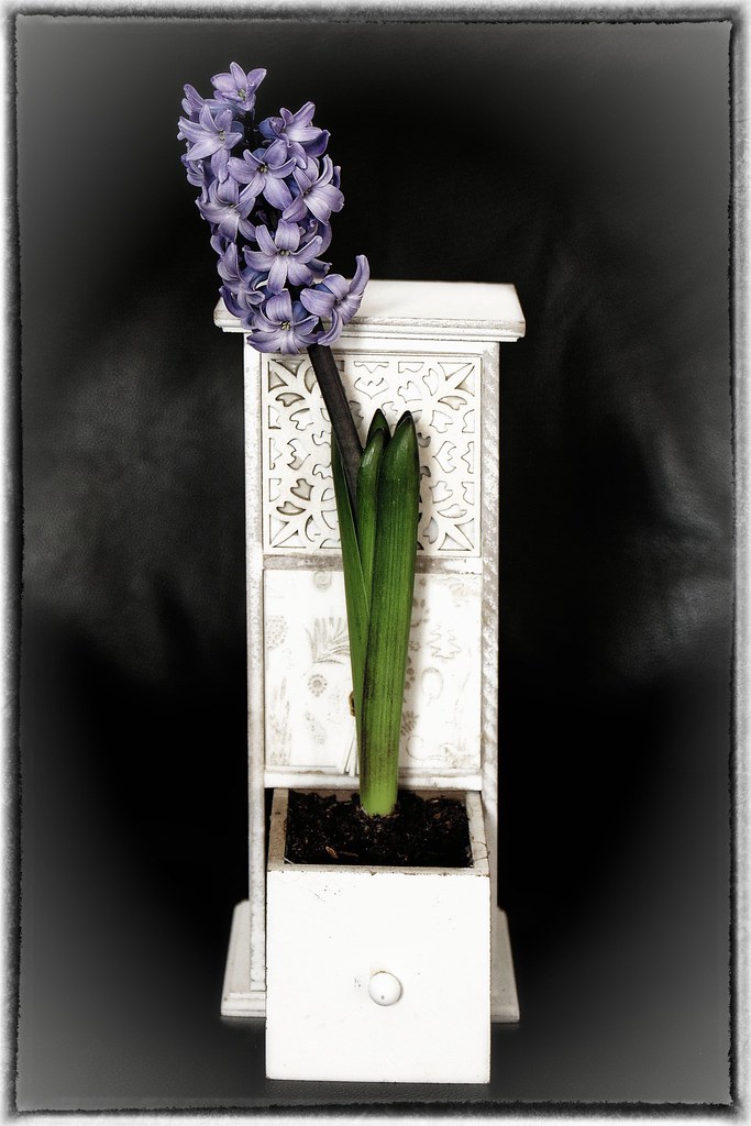 Jacinthe / hyacinth  / Hyazinthe