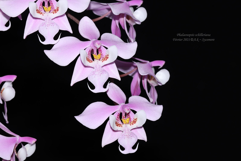 Phalaenopsis schilleriana 50994073306_f933898bc4_c