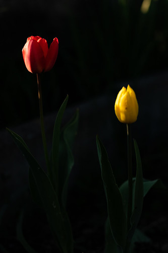 flower blume blumen colour colours farben color tulip tulips sunset plant pflanze green red yellow eos nature natur outside outdoor outdoors rankweil vorarlberg