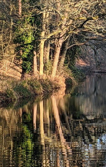 Reflection of trees