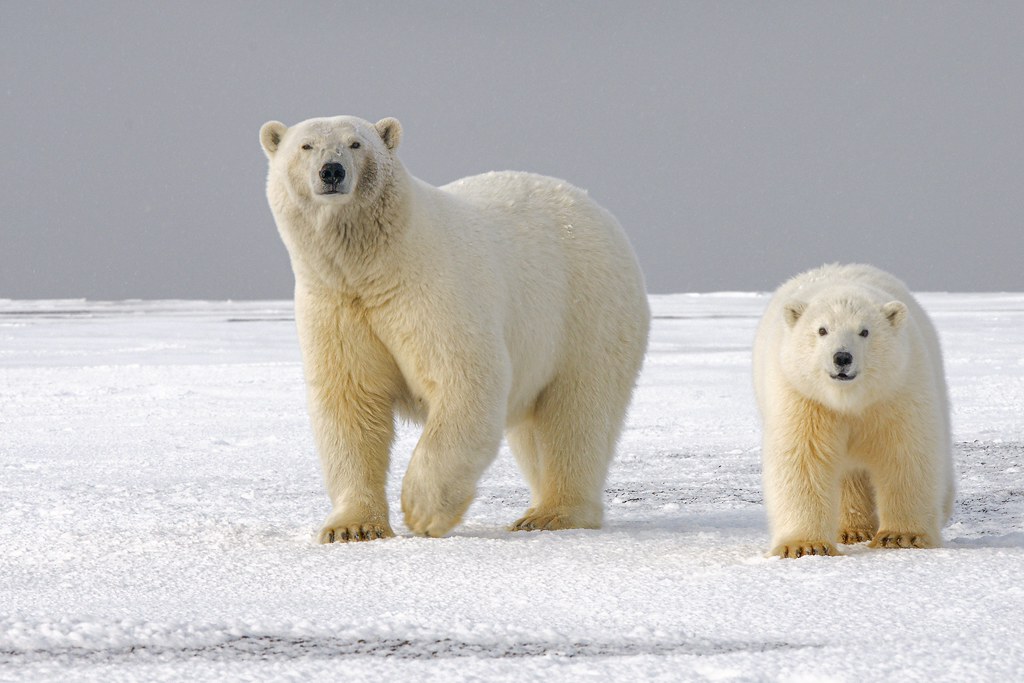 暖化讓動物也 過勞 研究 北極熊 獨角鯨花四倍力氣求生存 環境資訊中心