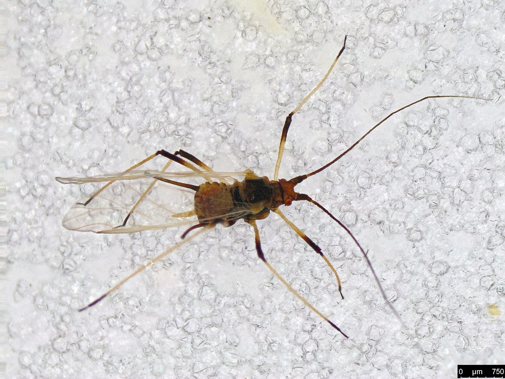 10 - Aphididae sp.