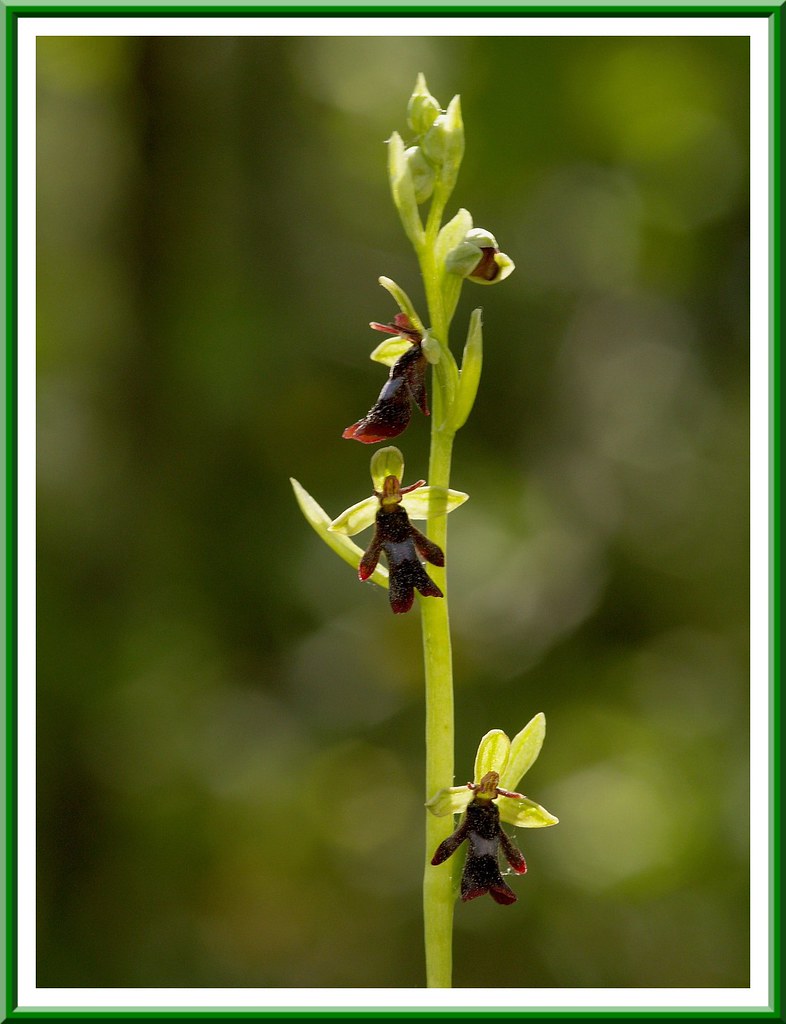 Orchidée Mouche / Ophrys Insectifera