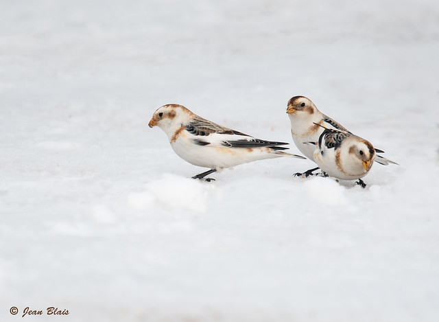 Plectrophanes des neiges / Snow Buntings