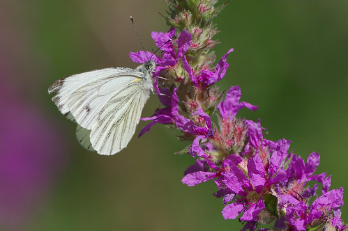 cambridgeshire waresleywood butterfly insect nature wild wildlife greenveinedwhite pierisnapi purpleloosestrife