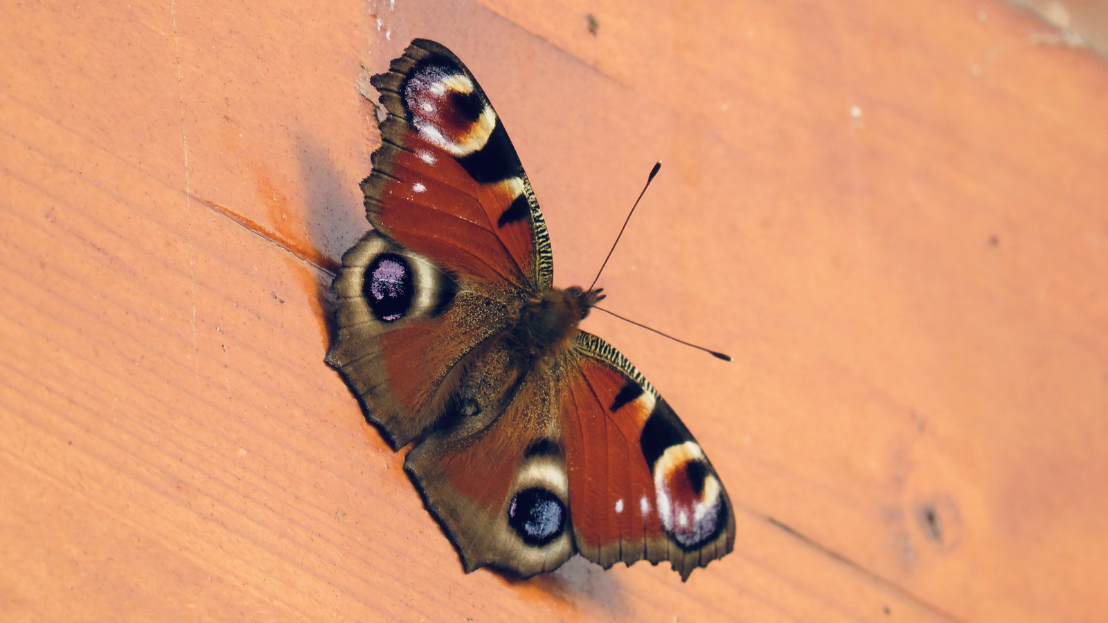 A peacock butterfly in February