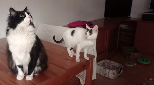 Anuk, gatito blanco con toques negros megadulce y juguetón, nacido en Septiembre´20, en adopción. Valencia. ADOPTADO.  50995660418_4de49d1342