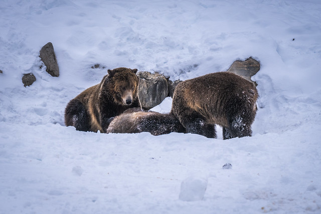 Two Grizzly Bears Play Fighting! Montana Grizzly Bears Fuji GFX100 Montana Winter Fine Art Landscape Wildlife Photography! McGucken Medium Format Grizzly Bear! Fujifilm GFX 100 & Fujinon FUJIFILM GF 250mm f/4 R LM OIS WR Lens & GF 1.4X TC WR = 350mm!