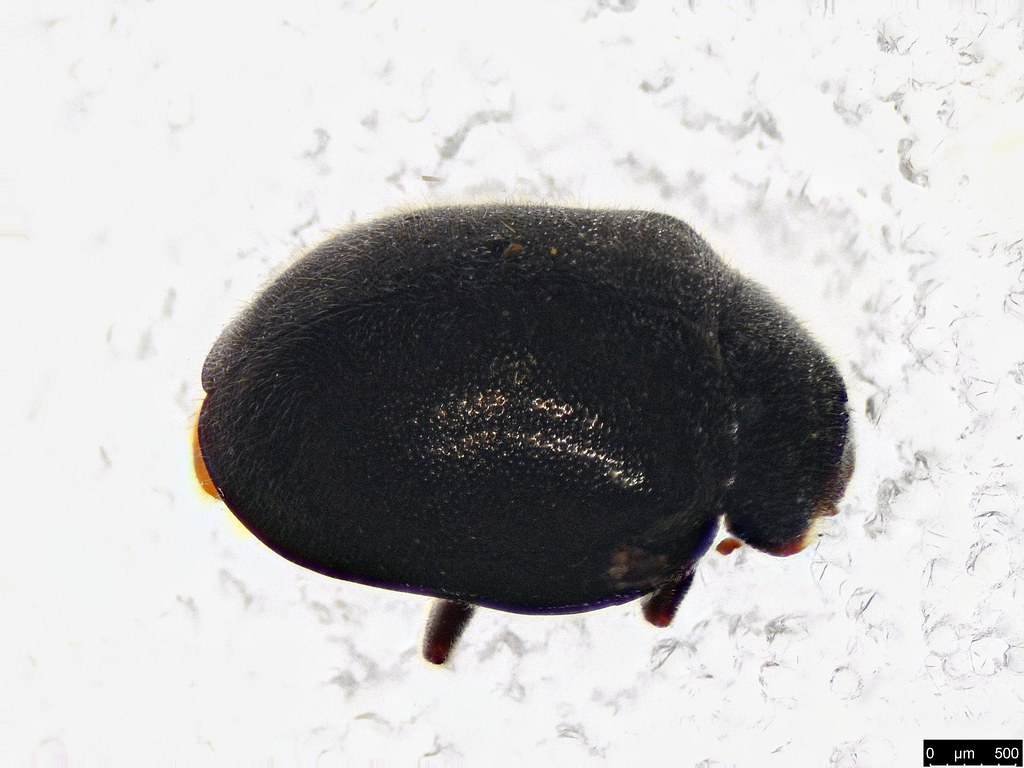 8a - Coccinellidae sp.