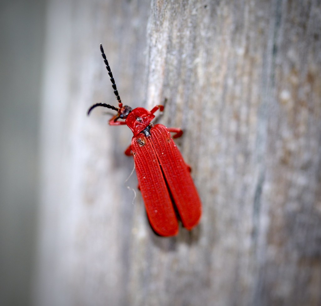 Red-Net Winged Beetle (Dictyoptera simplicipes), Prunedale, California, 02-26-21