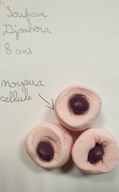 Cellules marshmallow et noyau au centre par Soufiane, 8 ans.