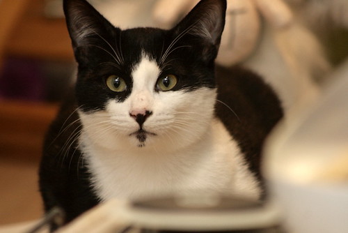 Maki, gatito blanquinegro muy guapo con perilla esterilizado, nacido en Junio´20 en adopción. Valencia. 50996159776_1c749a858e