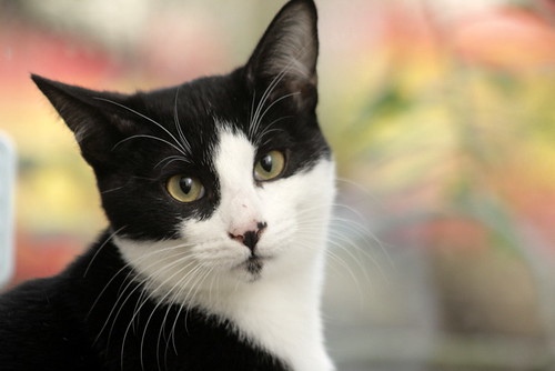 Maki, gatito blanquinegro muy guapo con perilla esterilizado, nacido en Junio´20 en adopción. Valencia. 50996275537_84ed7df246