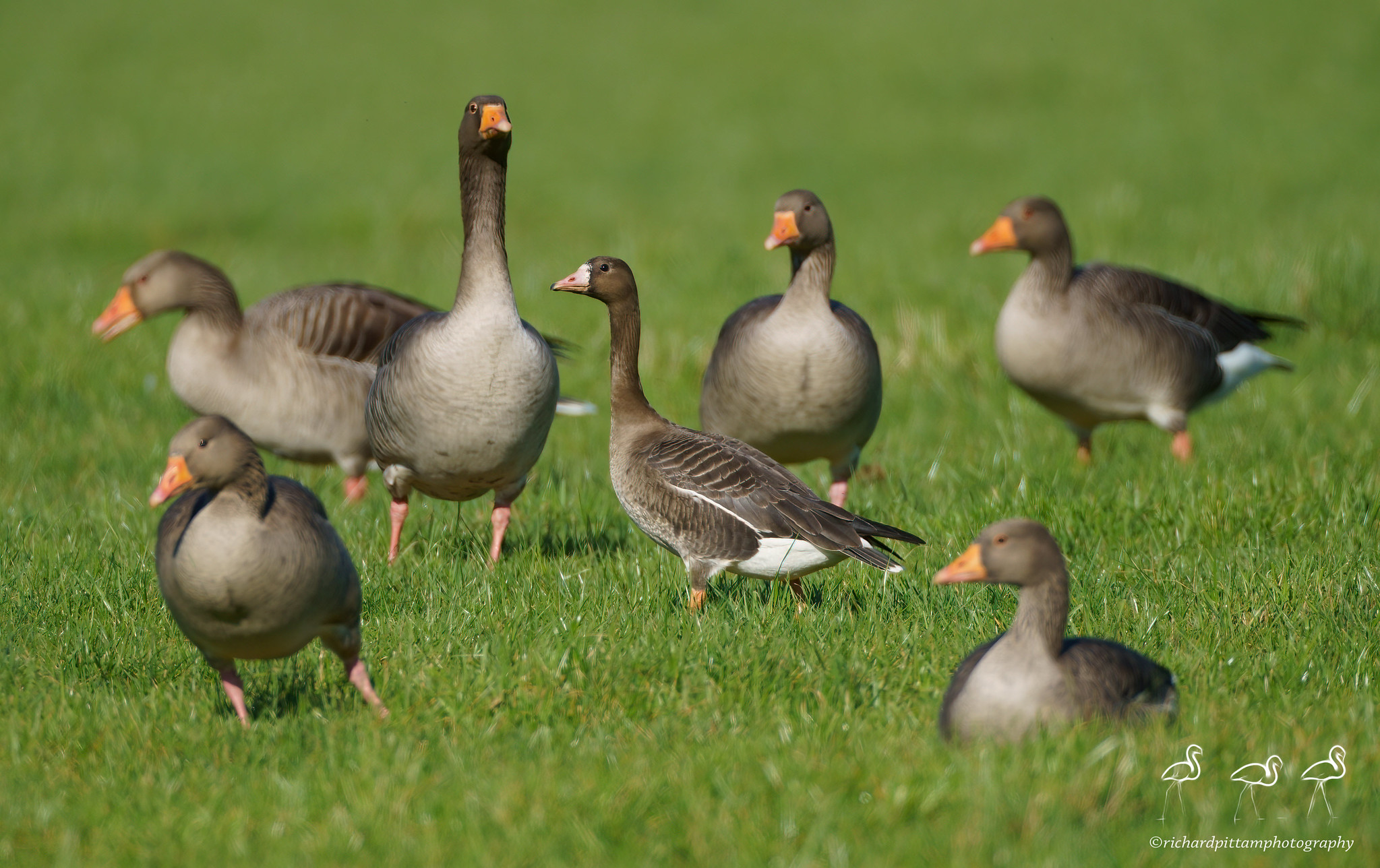 distant Russian White-fronted Goose