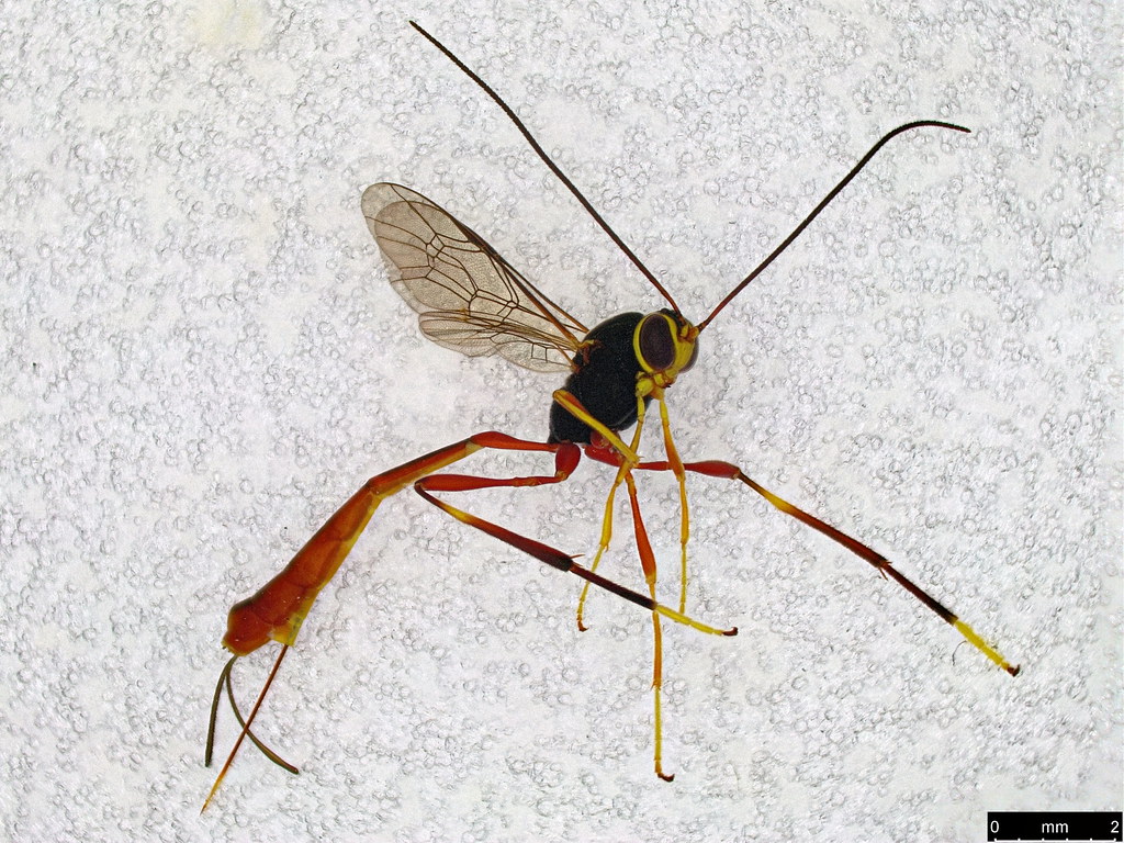 23 - Ichneumonidae sp.