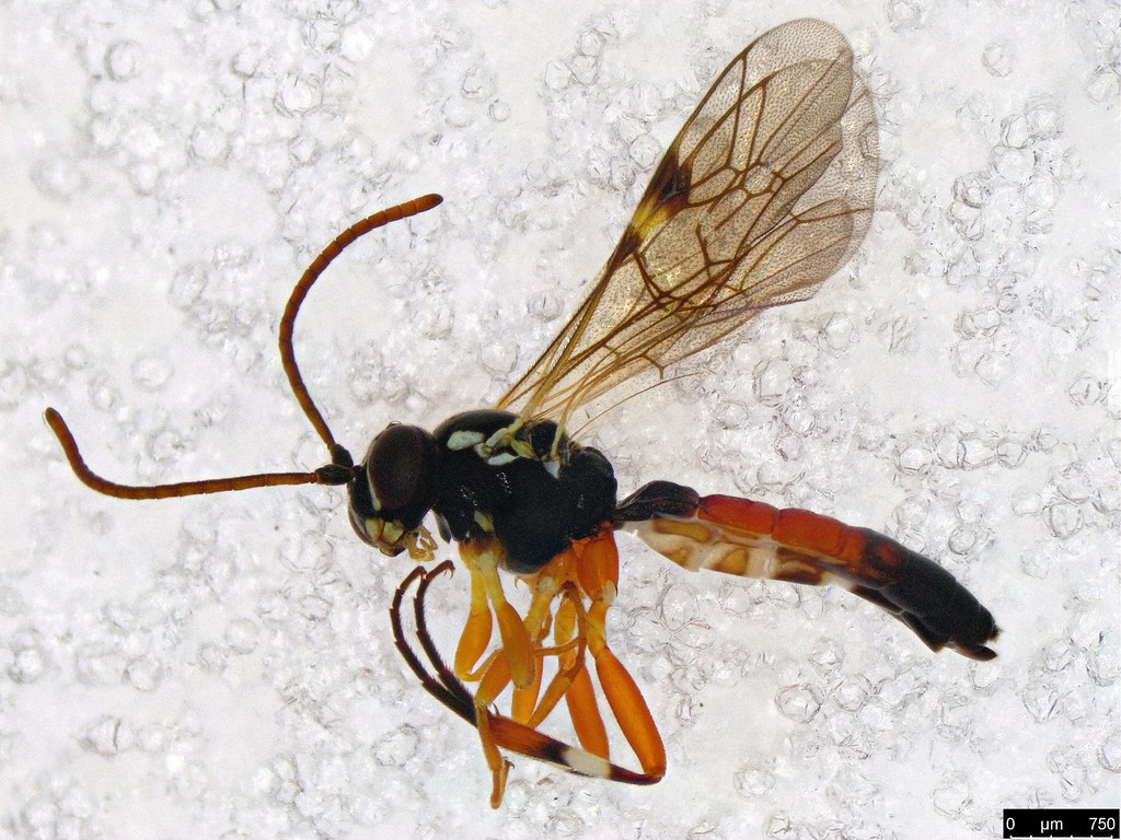 29 - Ichneumonidae sp.