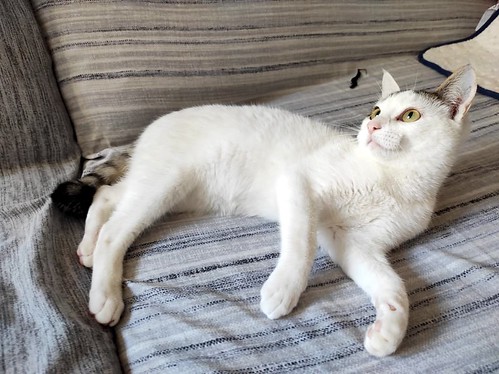 Motas, gatito blanco y pardo muy bueno y guapo, nacido en Octubre´20, en adopción. Valencia. ADOPTADO. 50996491517_5837996f7c