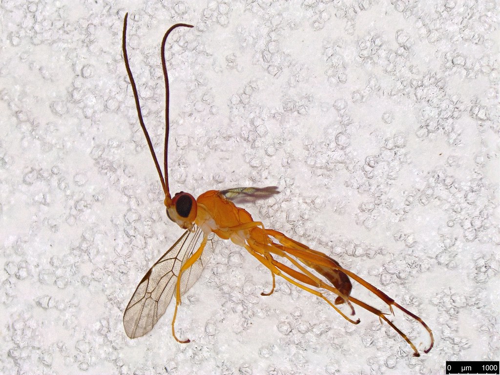 25 - Ichneumonidae sp.