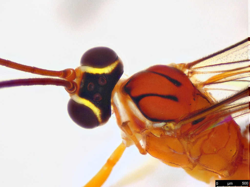 28b - Ichneumonidae sp.