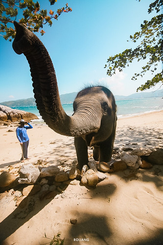 รีวิว Phuket elephant on the Beach