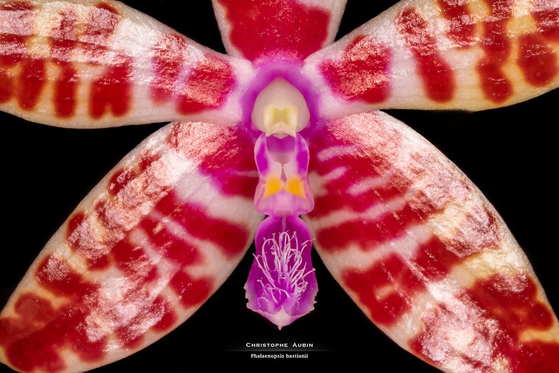 Phalaenopsis bastianii 50996616633_8888bbbc4a_c