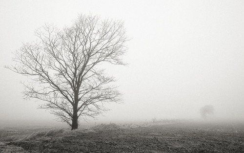 blackwhitephotos denmark hjerm struer bw contrejour fog landscape minimalism mist nature tree visualpoetry centraldenmarkregion silhouette