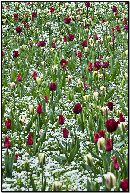 Tulips - Gråsten Palace | Gråsten, Denmark