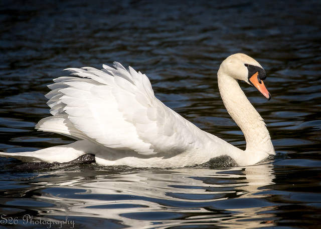 Mute Swan 29032020
