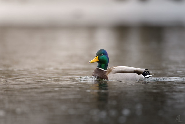 Canard colvert // Mallard Duck
