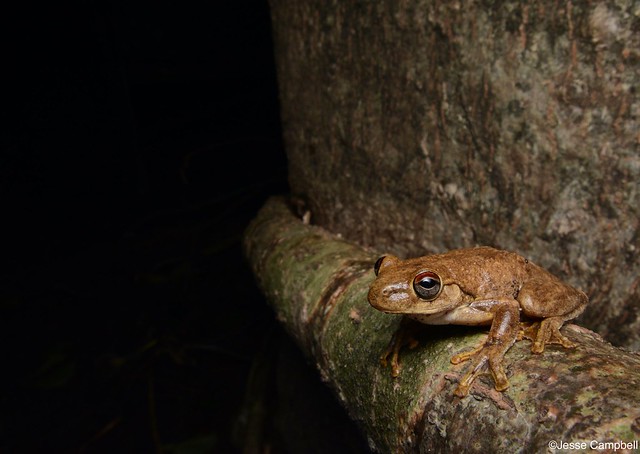 Roth’s Tree Frog (Litoria rothii). Darwin, NT