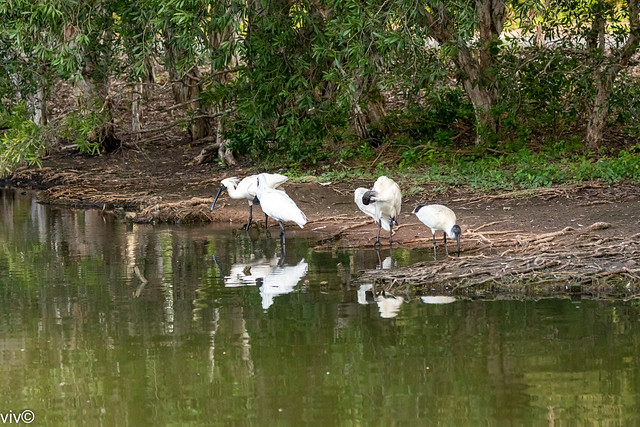 Spoonbills and Ibises grooming themselves at wetland