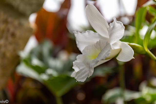Beautiful Sobralia orchid