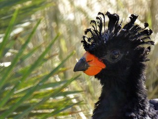 Red-billed curassow or red-knobbed curassow (Crax blumenbachii) | by Linda DV