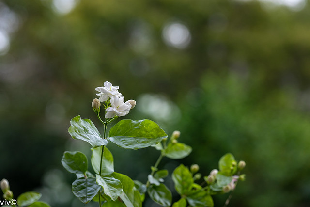 Pretty fragrant Jasmine bloom in our garden