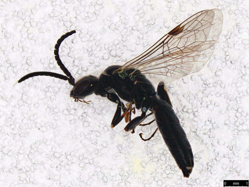 49a - Hymenoptera sp.