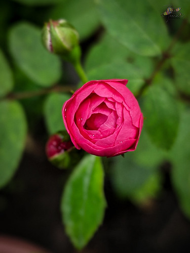 garden keralaindia red thottakara kerala india flower ottapalam rose valuvanadu keralam flowers places binodtherat