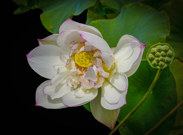 Lotus.